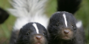 Baby skunks are stinking cute.