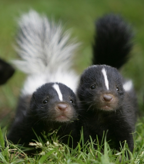Baby skunks are stinking cute.