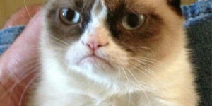 Grumpy cat gets it.