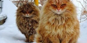 Norwegian forest cats