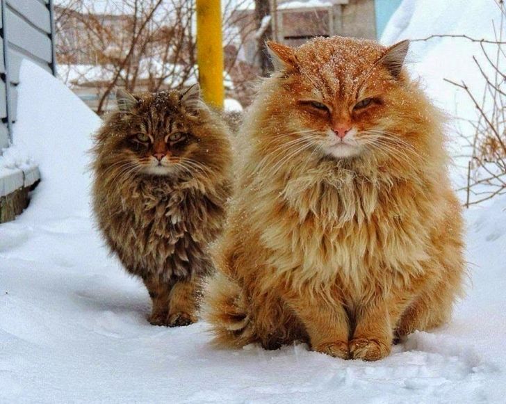 Norwegian forest cats