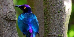 The Purple Glossy Starling
