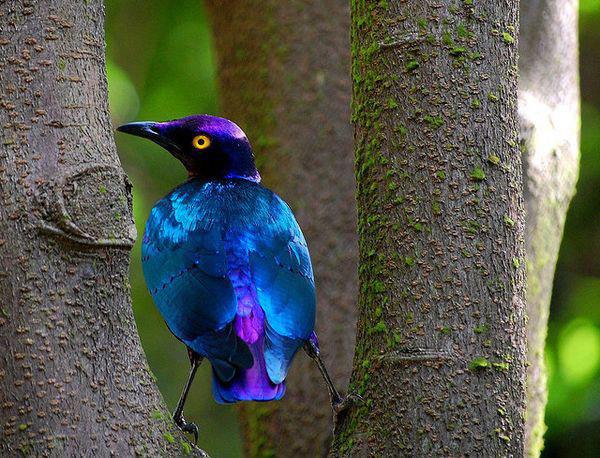 The Purple Glossy Starling