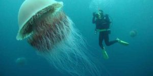 The Lion’s Mane Jellyfish, the largest jellyfish in the world.