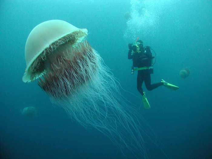 The Lion's Mane Jellyfish, the largest jellyfish in the world.