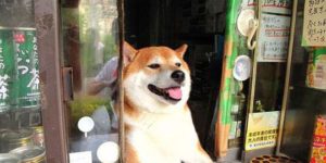 Such Shop, Very Transaction, Much Pay, Doge Working