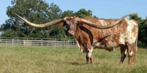 A Longhorn Cow