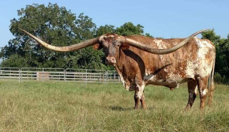 A Longhorn Cow