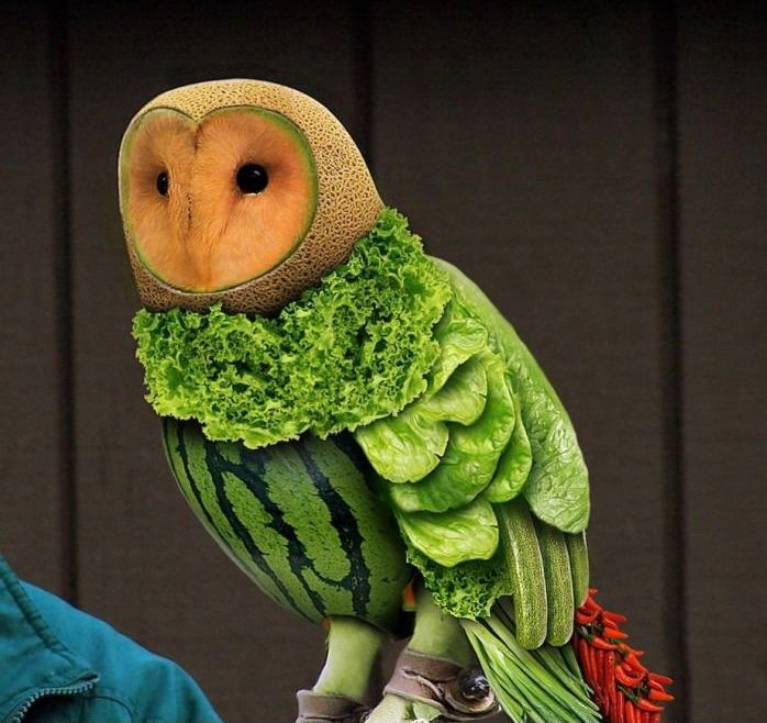 Vegetarian owl.