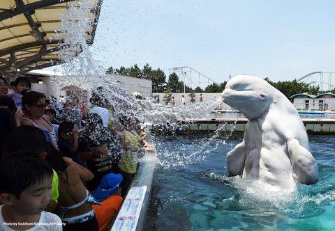 Beluga whales look f*cking weird