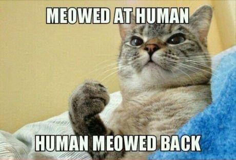 Meowed at human