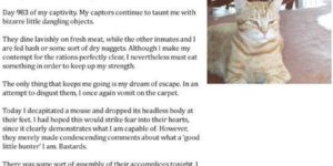 Dog Diary Vs. Cat Diary