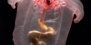 Transparent sea cucumber