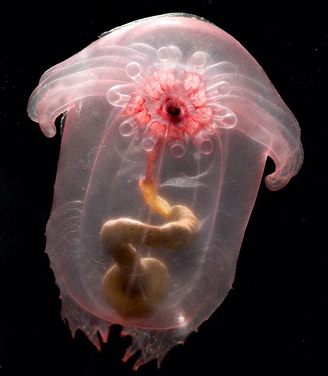 Transparent sea cucumber