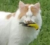 My Blind cat just snatched a Finch right of of the air