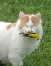 My Blind cat just snatched a Finch right of of the air