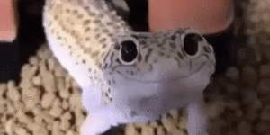 huehuehue gif lizard