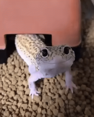 I would buy insurance from this lizard.