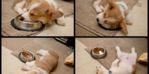 A corgi puppy’s food coma