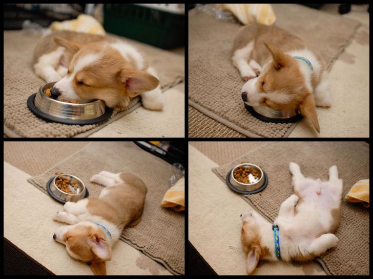 A corgi puppy's food coma