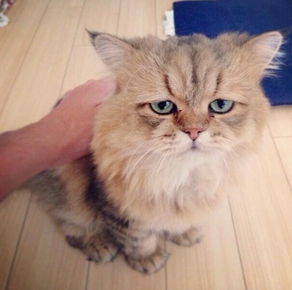 Meet Foo Chan. The Japanese version of grumpy cat that always looks disappointed in you.