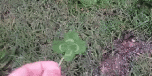 My first four leaf clover!
