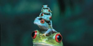 Red eyed tree frog, mother and babies