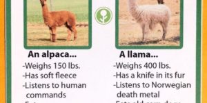 Alpaca vs. Llama