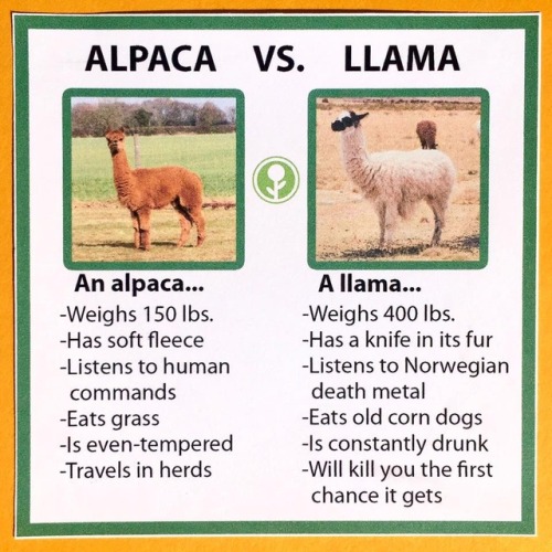 Alpaca vs. Llama 