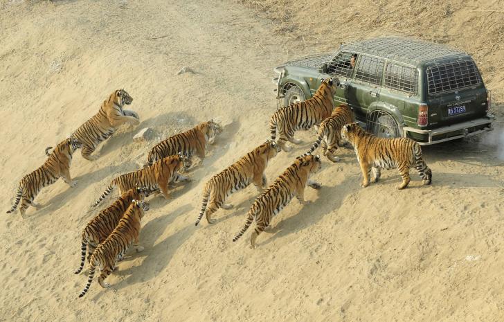 This mans job is to deliver food to Siberian Tigers