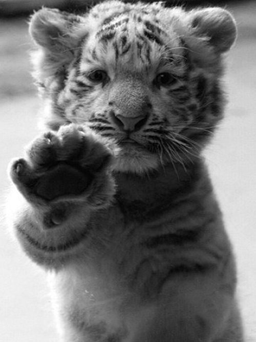 High-five tiger.