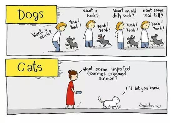 The difference between cats and dogs.