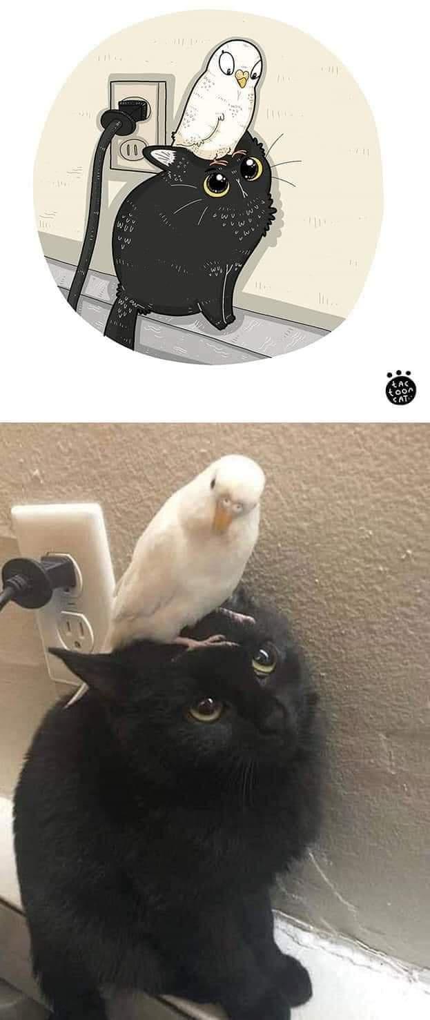 Don't worry, wee gato- birds aren't even real. 