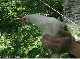 Today I learned chickens never move their heads.
