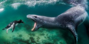 Leopard Seal about to nab a penguin.