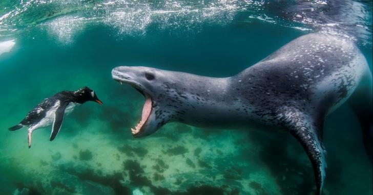 Leopard Seal about to nab a penguin.