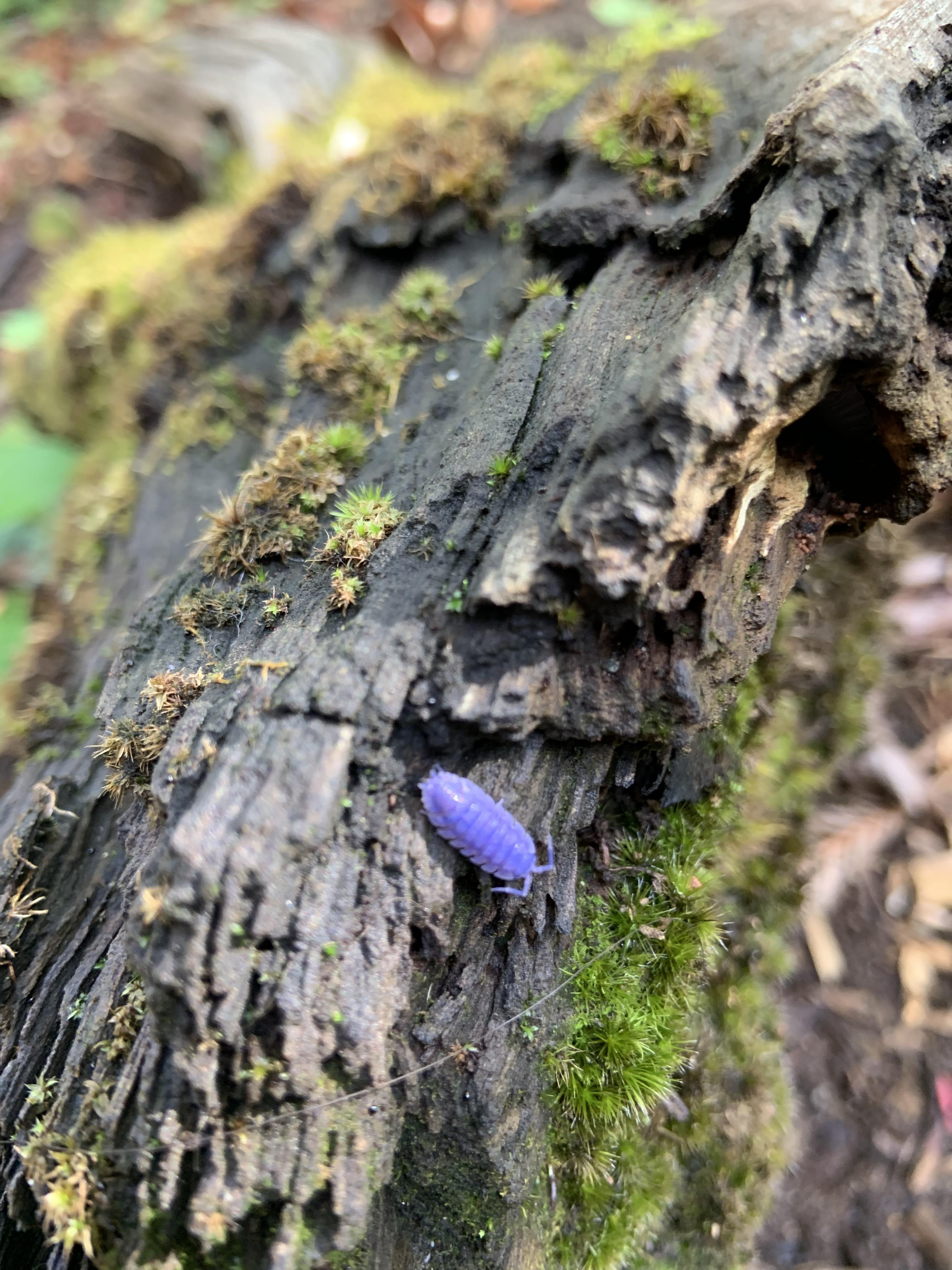 Roly polii come in purple, apparently.