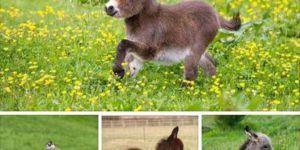 Pygmy asses exist in real life…
