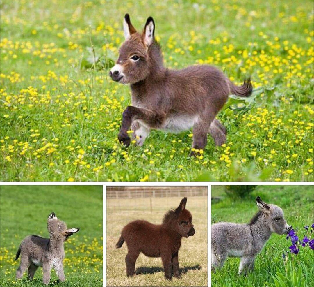 Pygmy asses exist in real life...