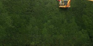 This hedge was planted nearly 300 years ago and is 50ft tall.