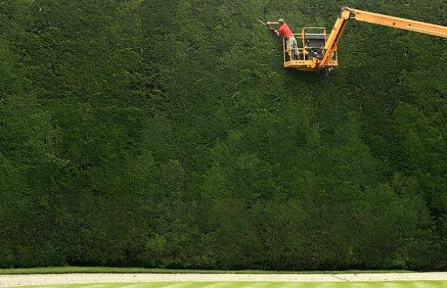 This hedge was planted nearly 300 years ago and is 50ft tall.