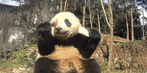 Kung fu Panda IRL