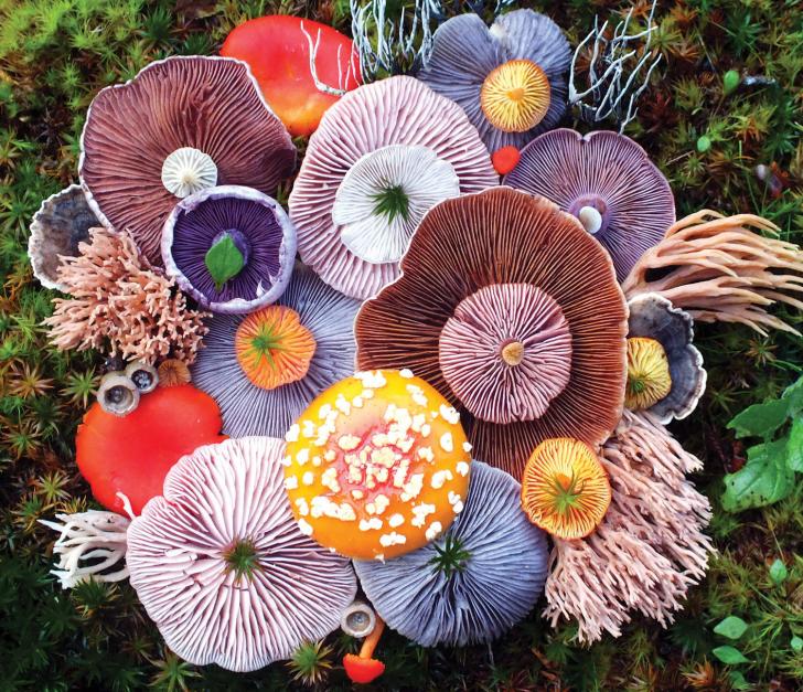 A very mushroom medley