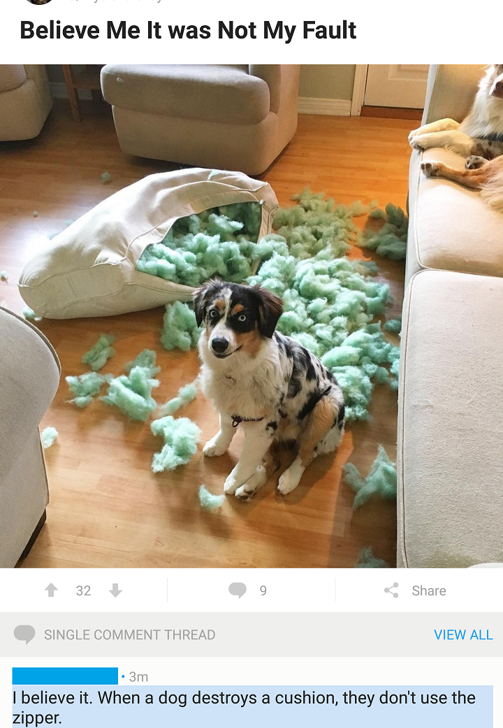 I have severe trust issues with any "pet shaming" picture these days