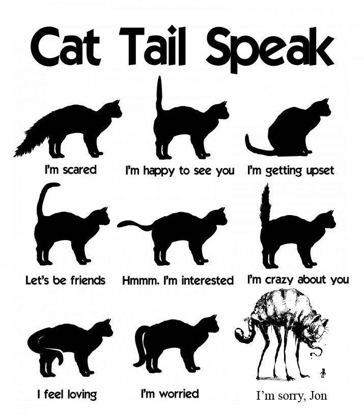 Understanding the cat tail. 
