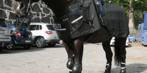 Tactical Police Horse