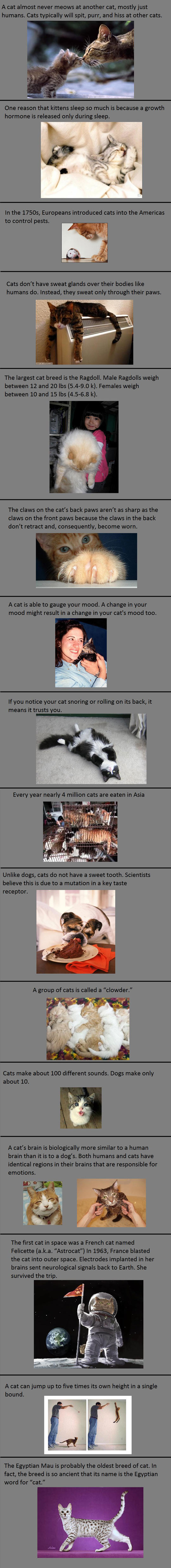 Some facts about cats.