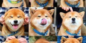 The many faces of shibuuu