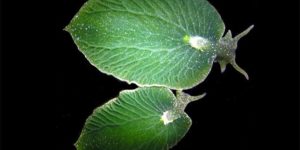 This sea slug can go without eating for nine months because it can supplementarily photosynthesize.