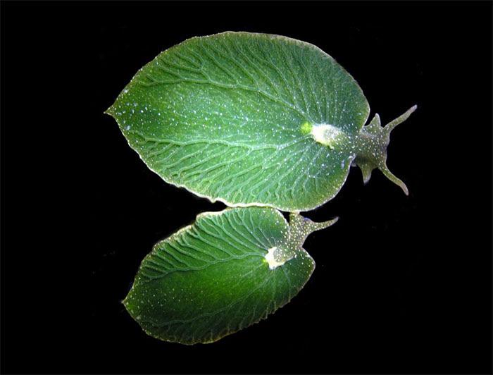 This sea slug can go without eating for nine months because it can supplementarily photosynthesize.